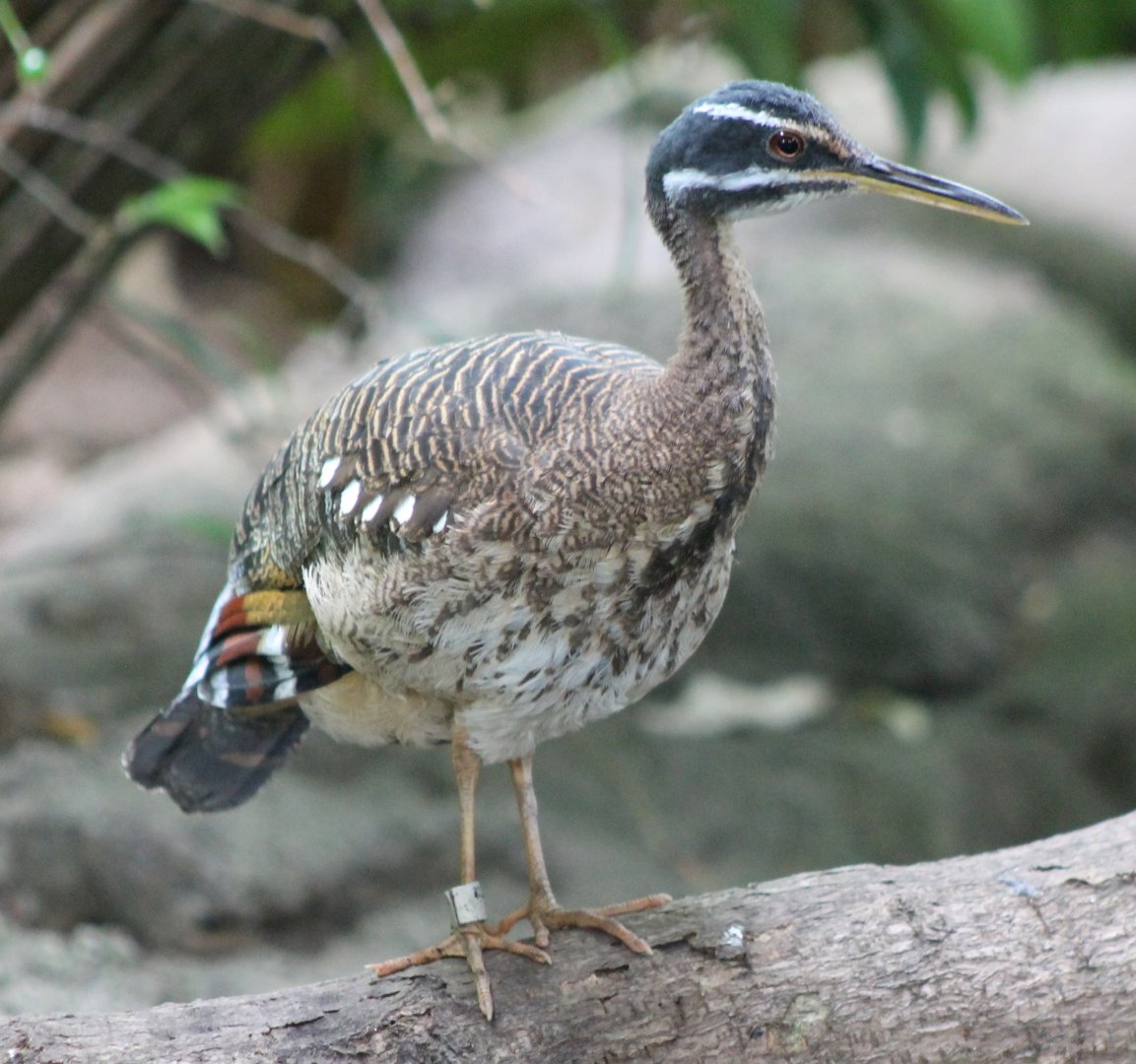 Sunbittern