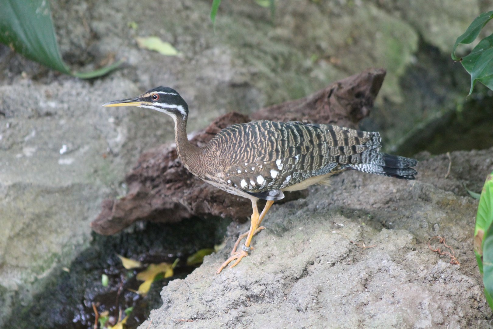 Sunbittern