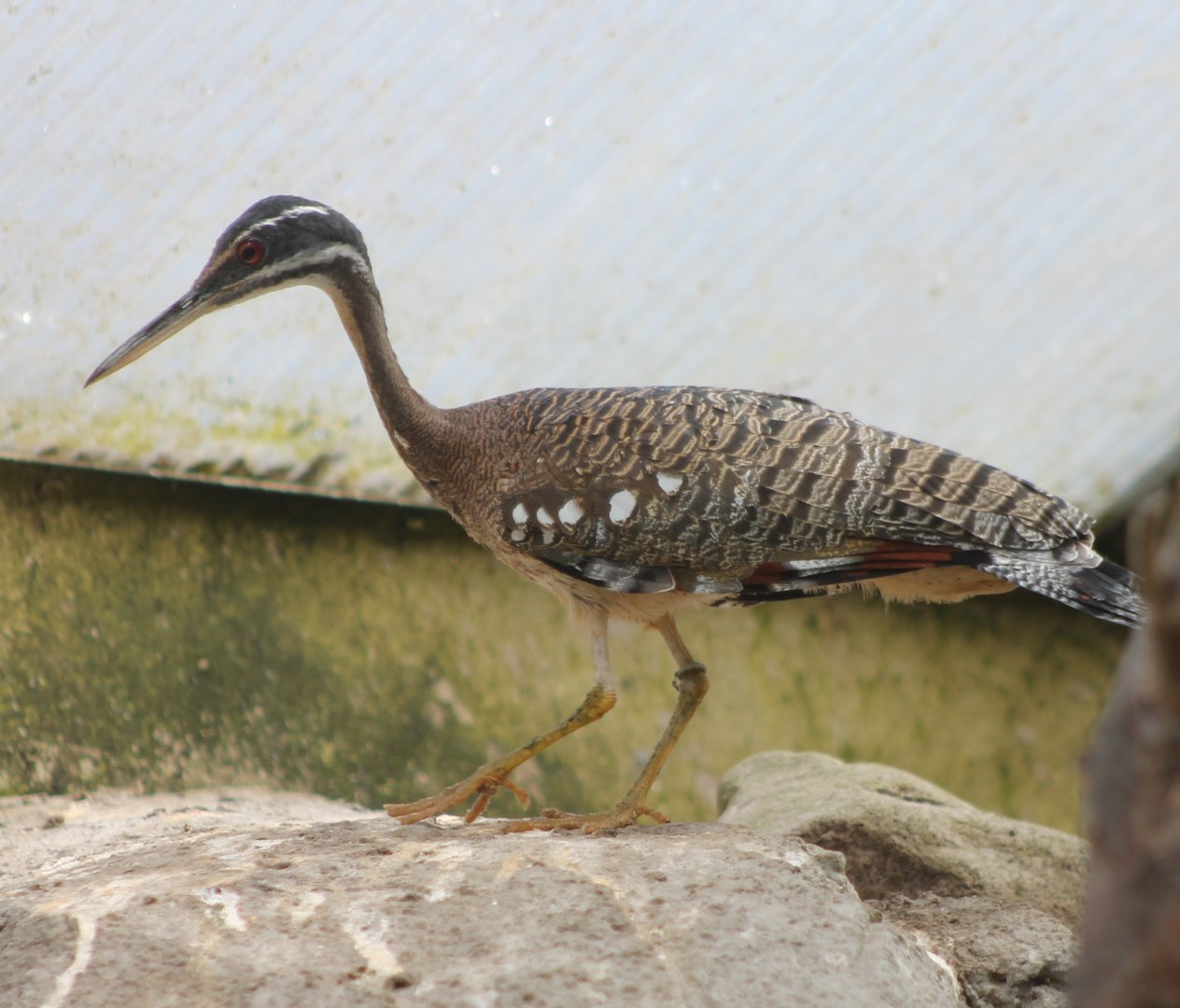 Sunbittern