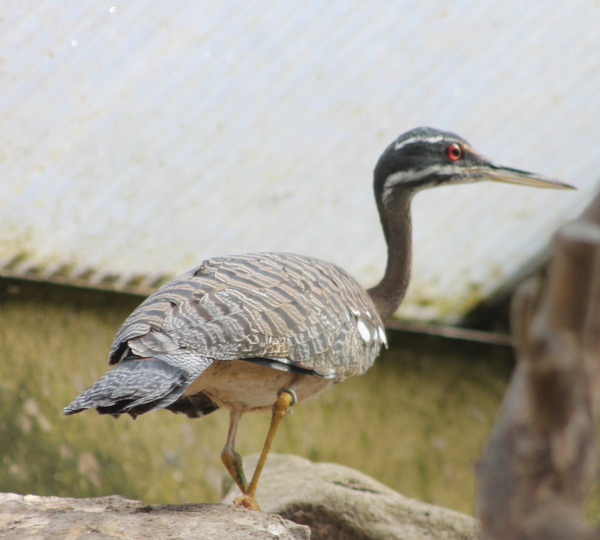Sunbittern