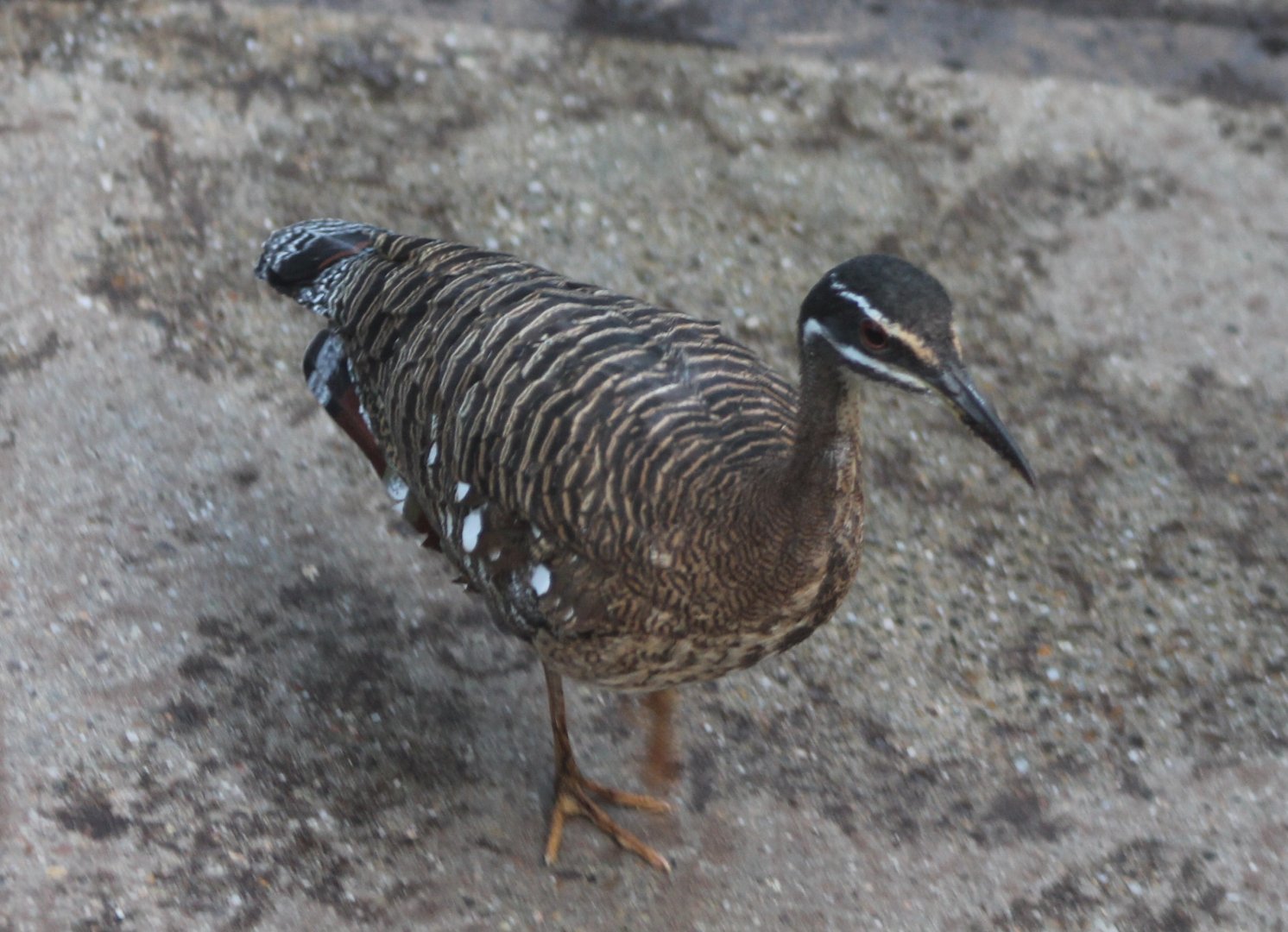 Sunbittern