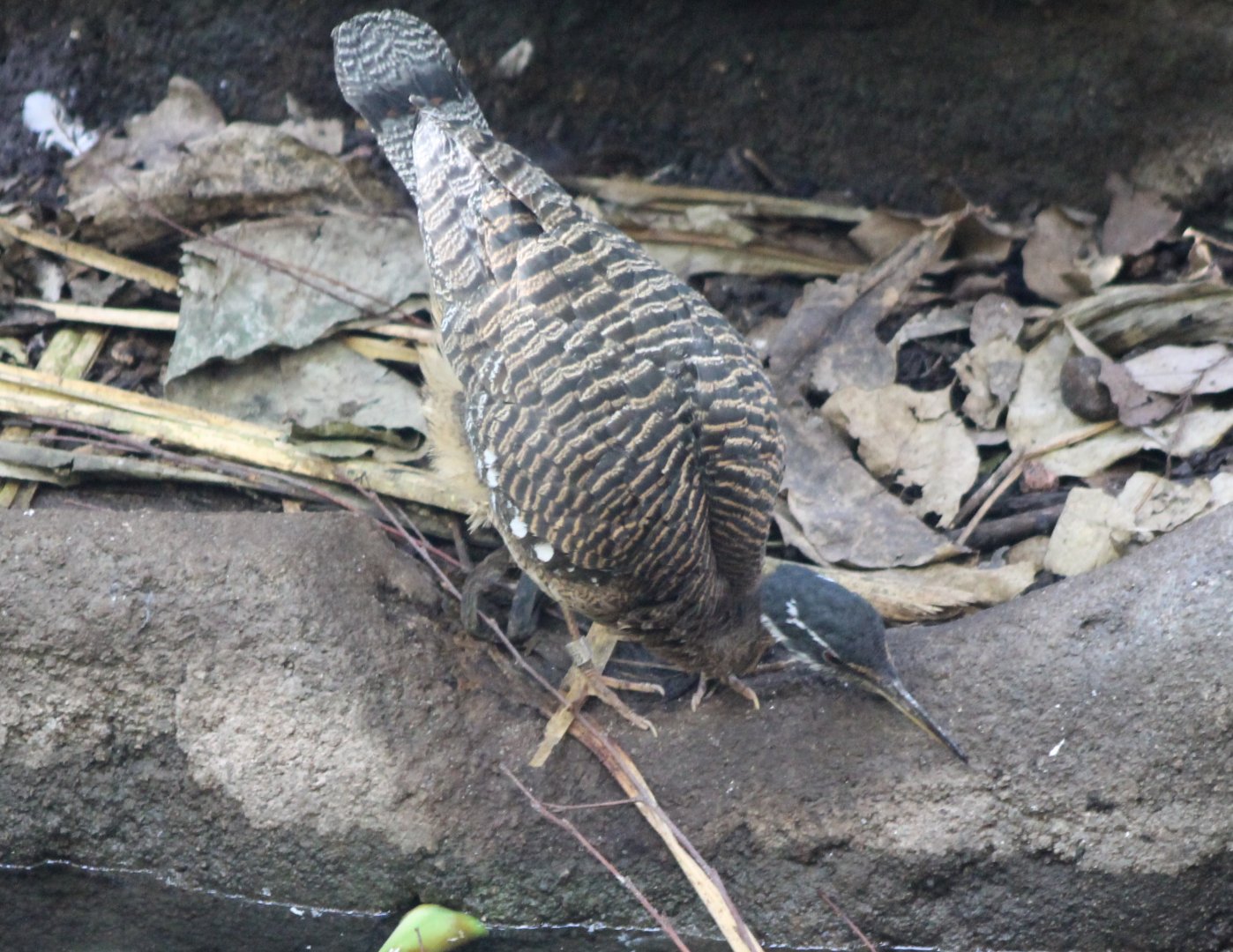 Sunbittern