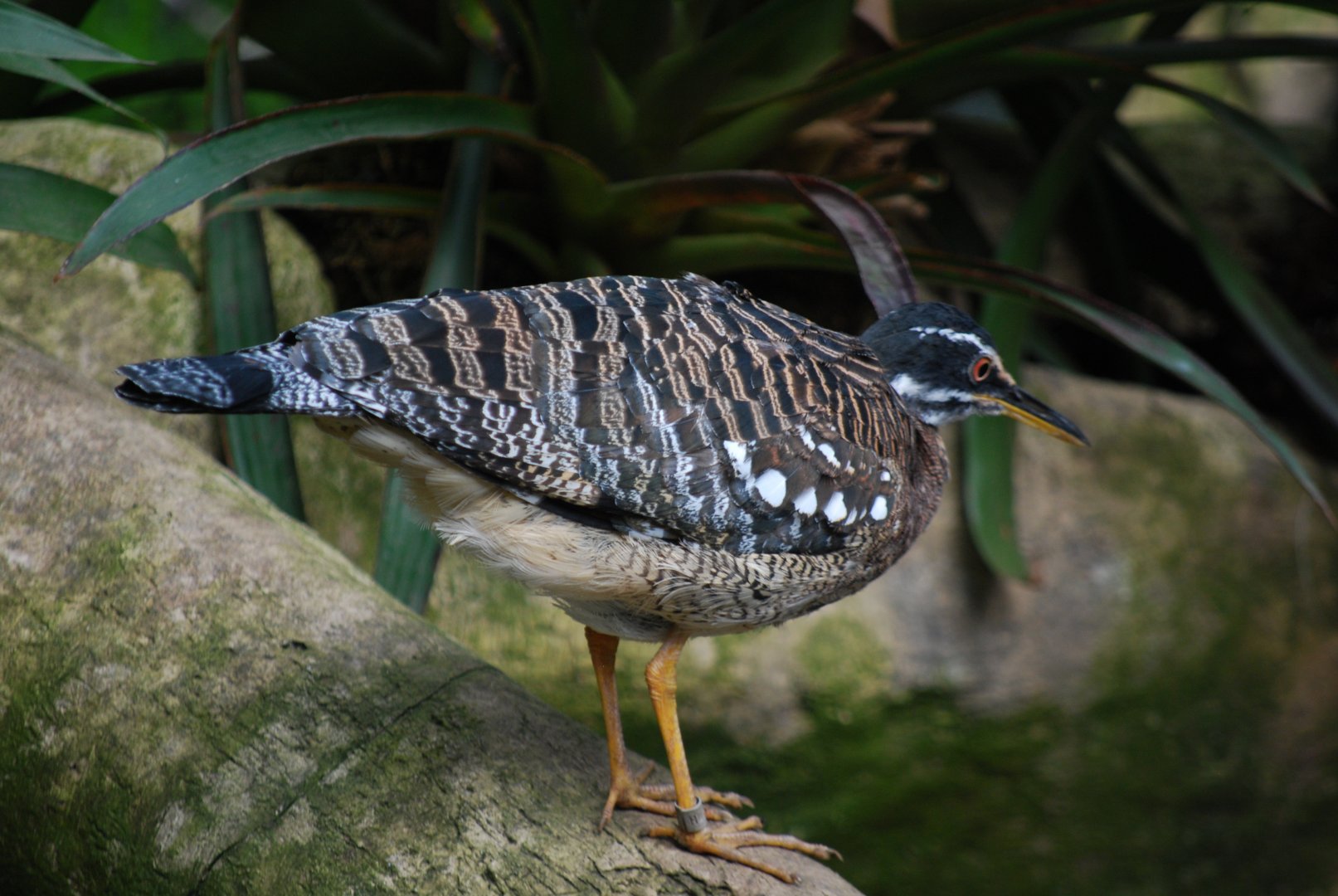 Sunbittern