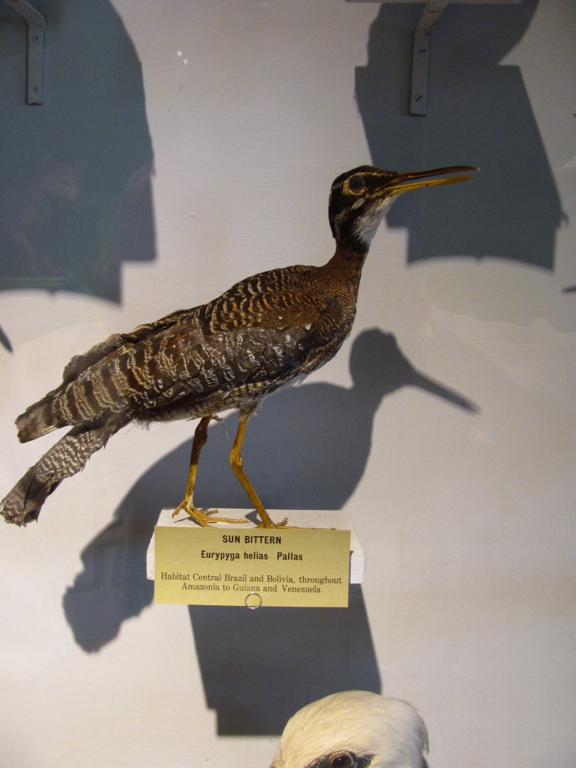 Sunbittern