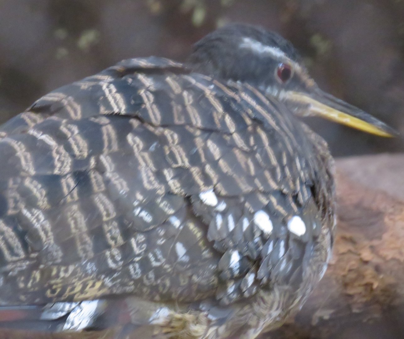 Sunbittern