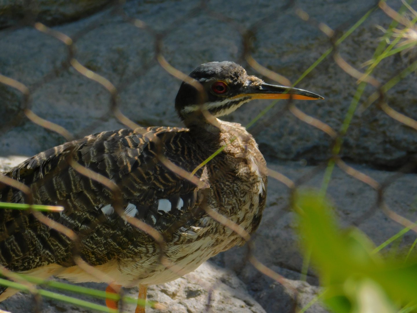 Sunbittern