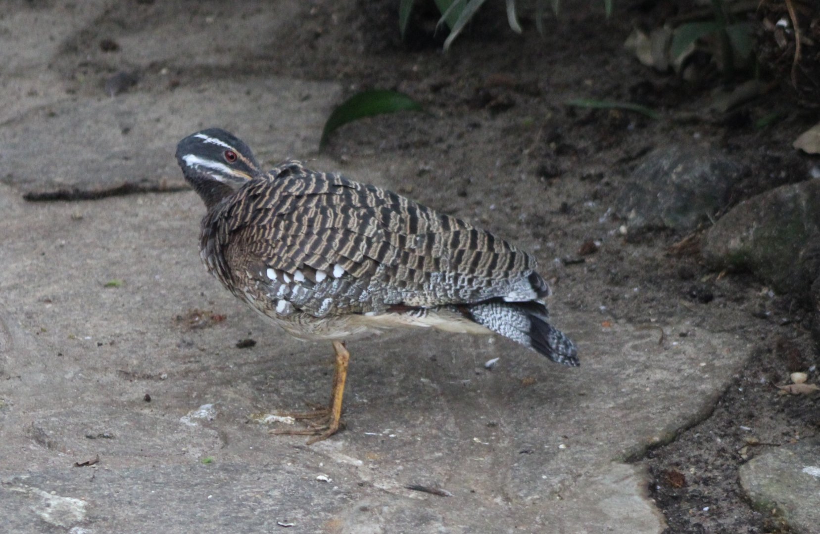 Sunbittern