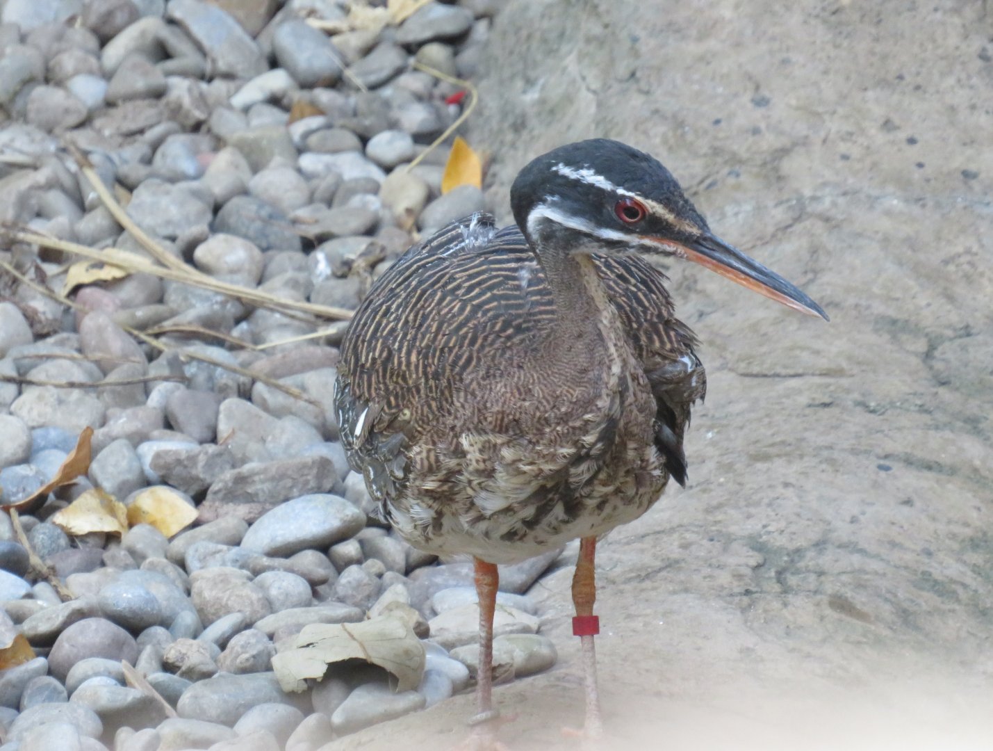 Sunbittern