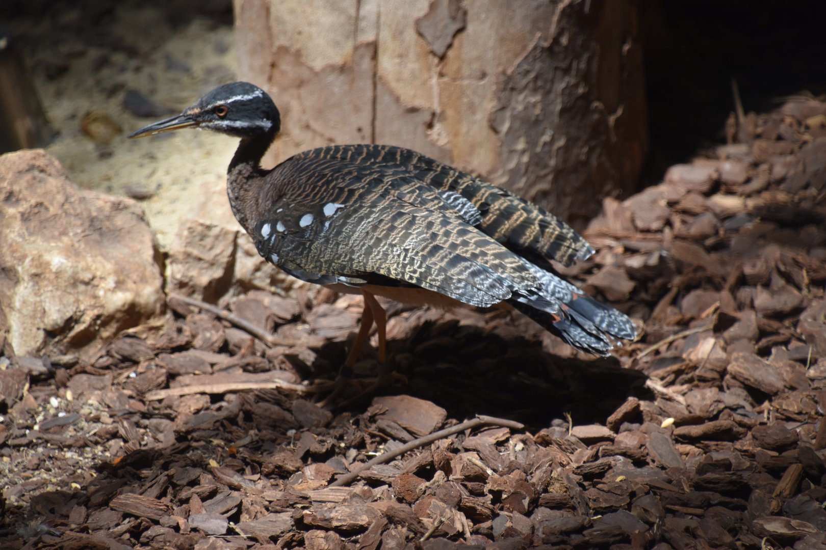 Sunbittern