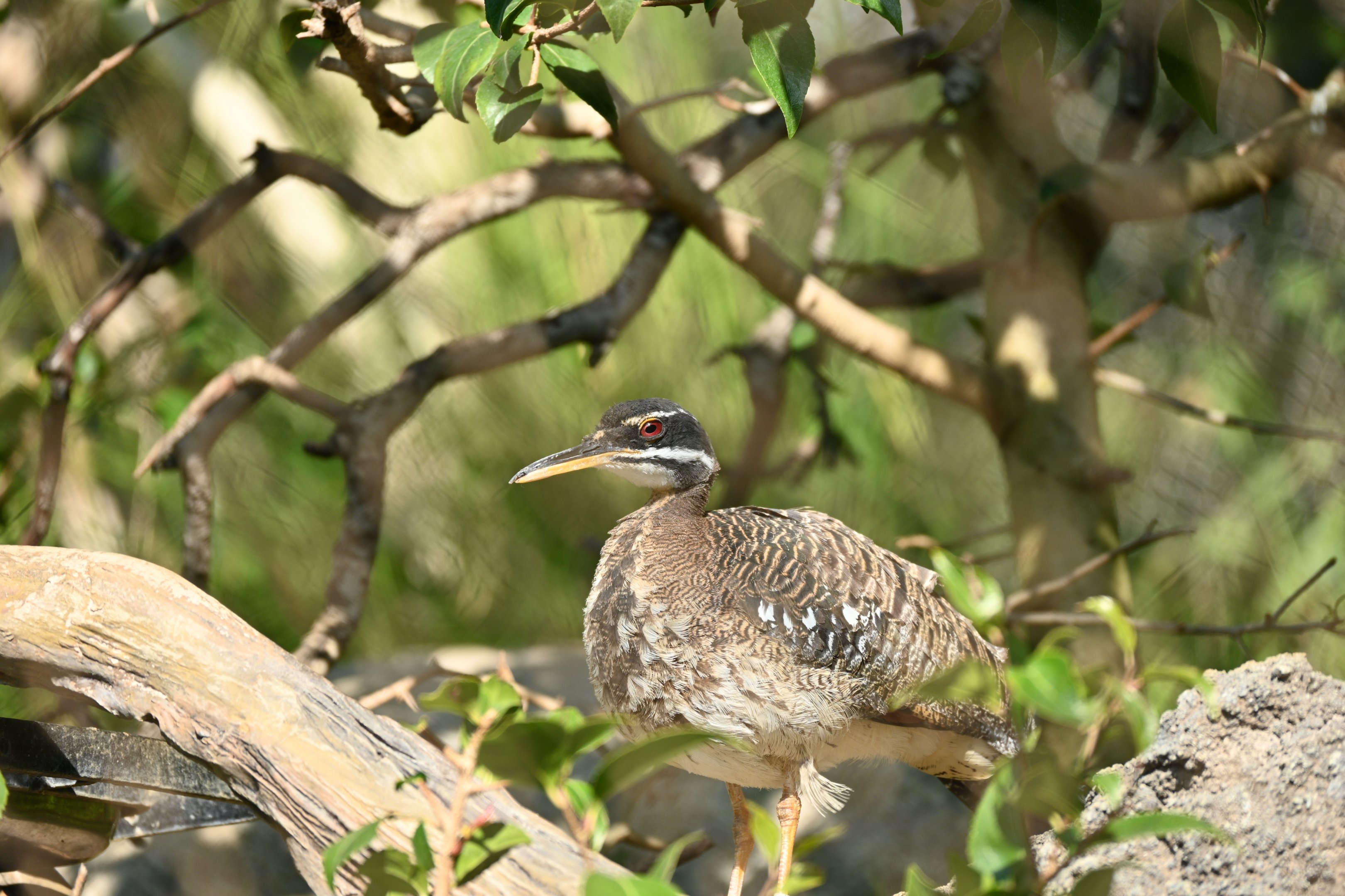 Sunbittern