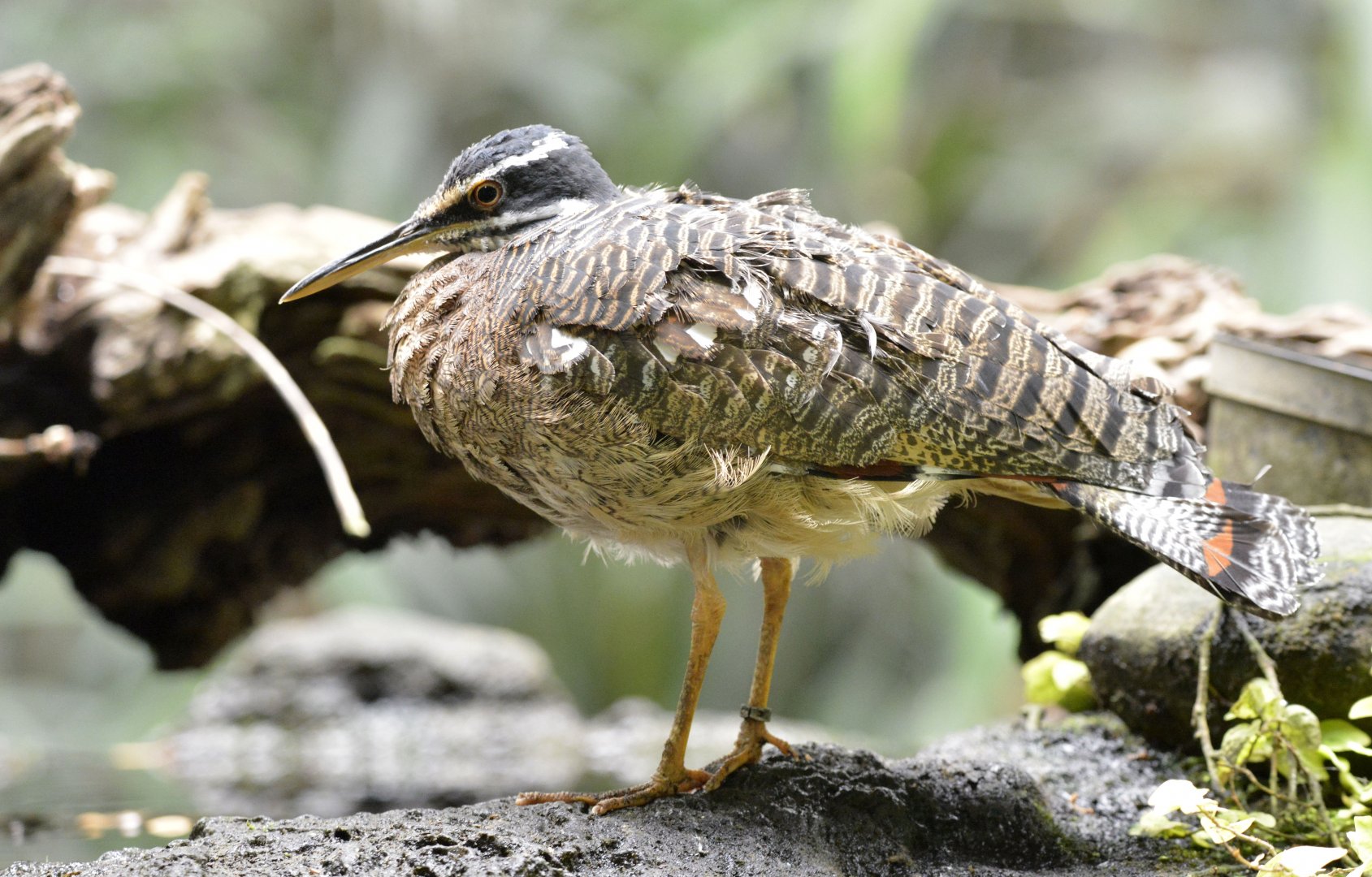 Sunbittern