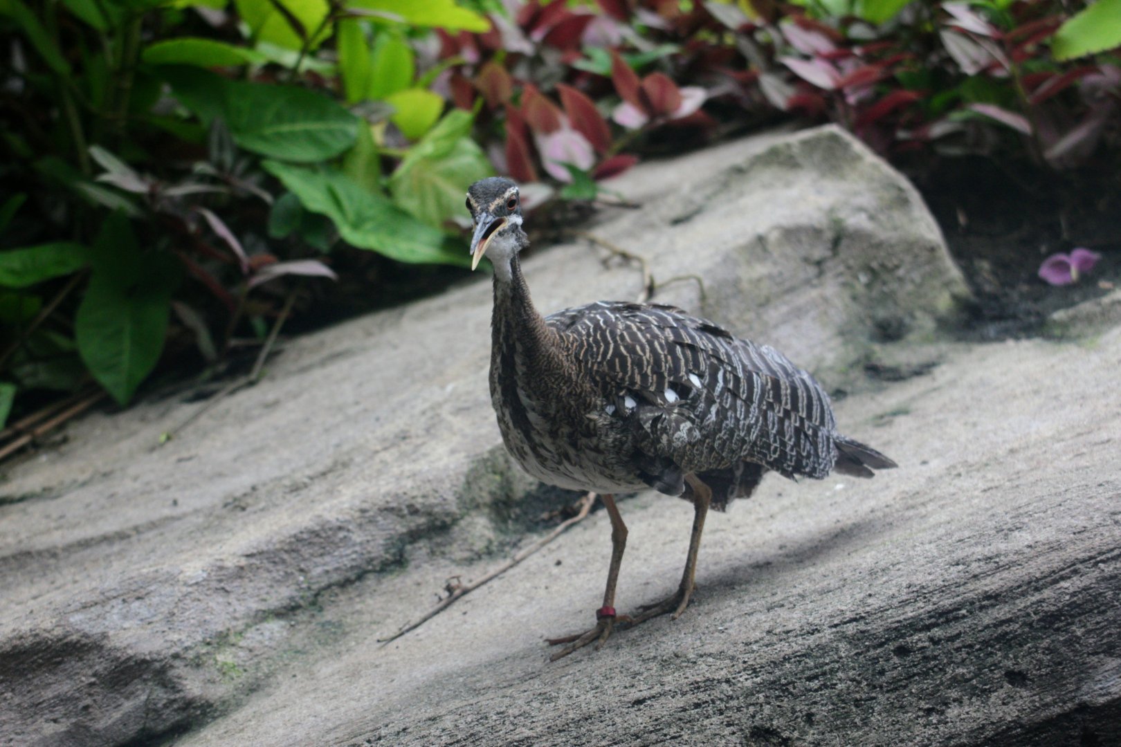 Sunbittern