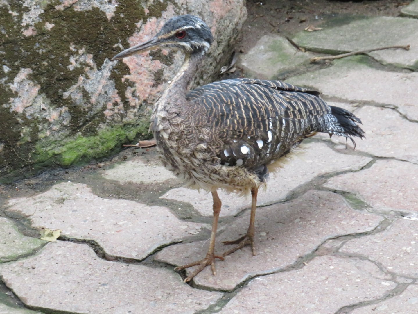 Sunbittern