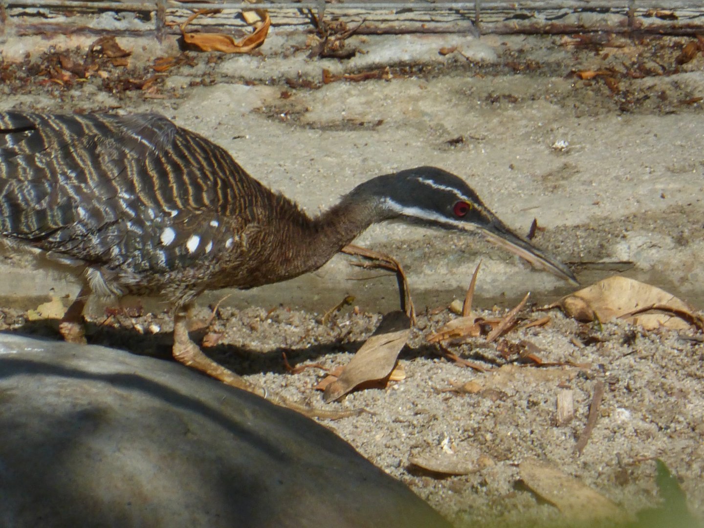 Sunbittern