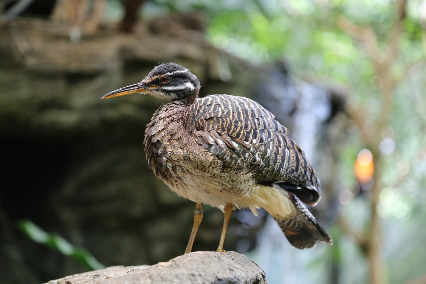 Sunbittern