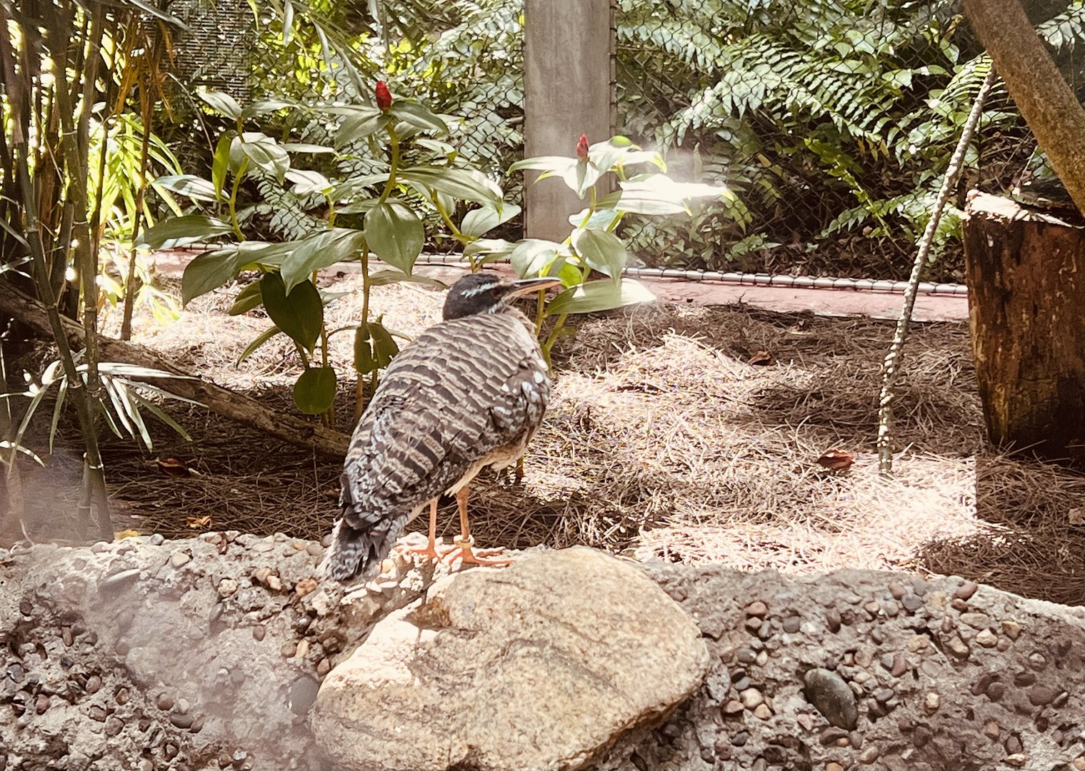 Sunbittern