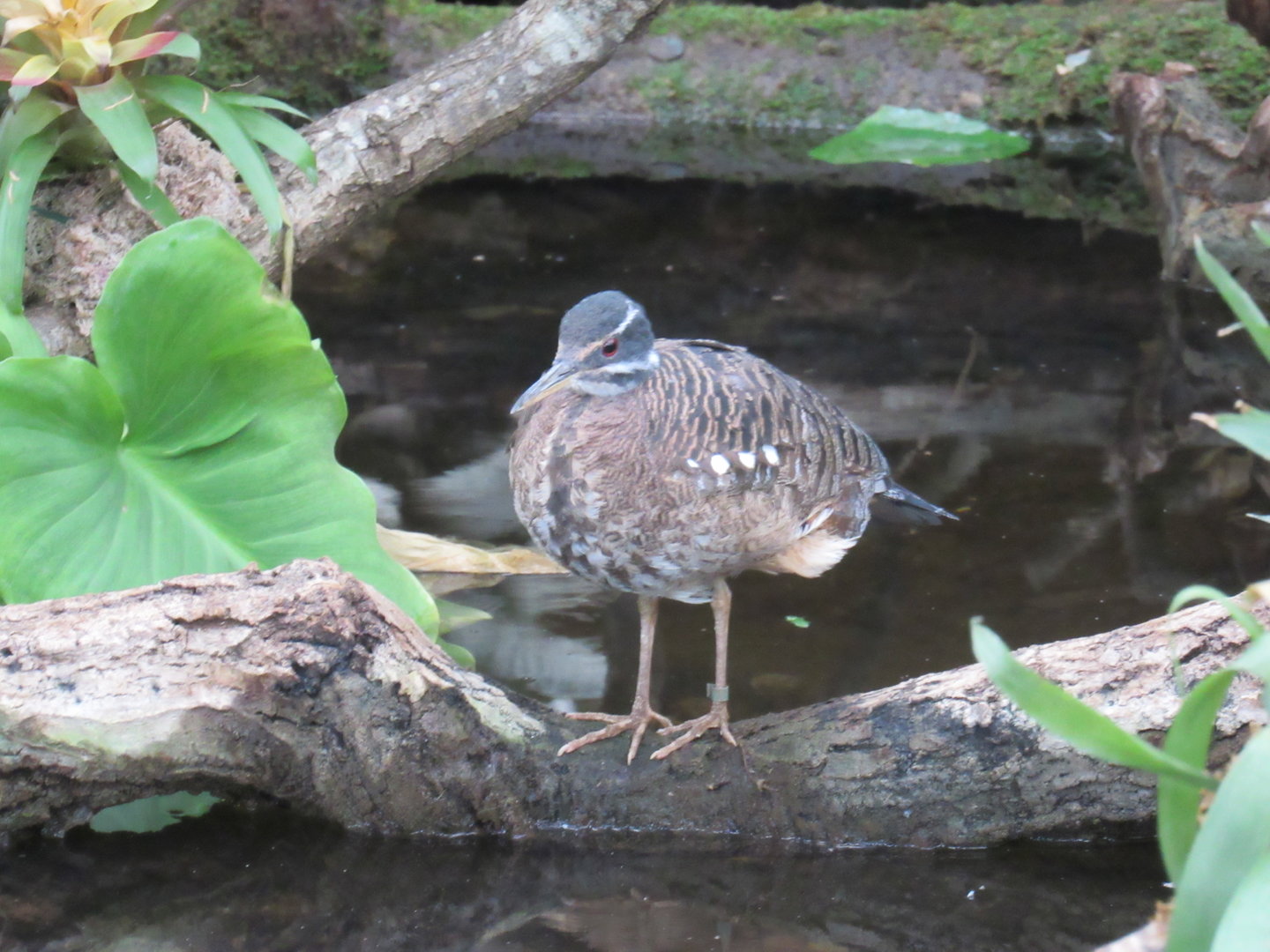 Sunbittern