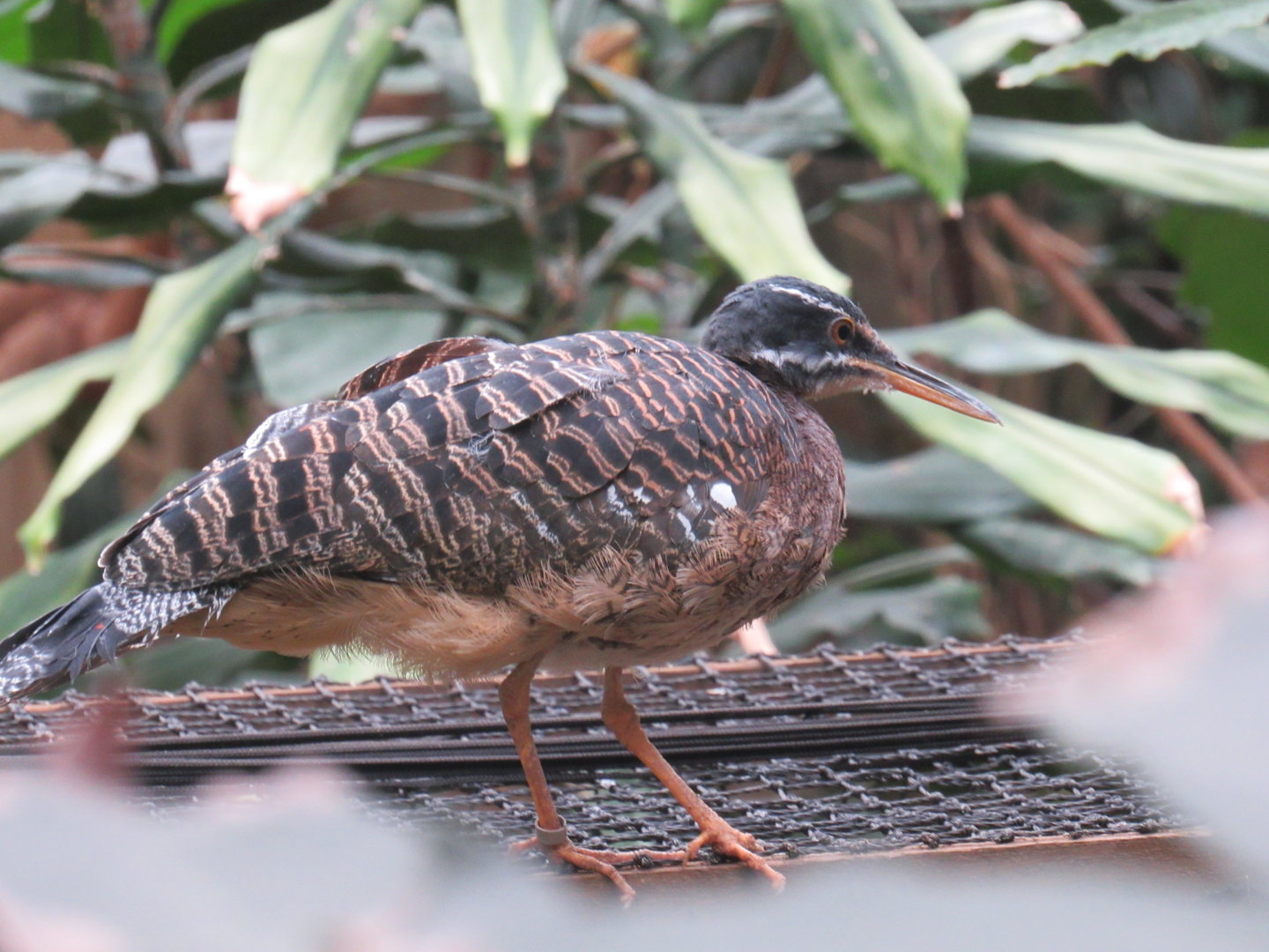 Sunbittern