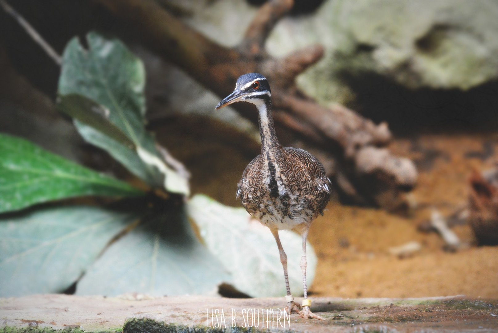 sunbittern