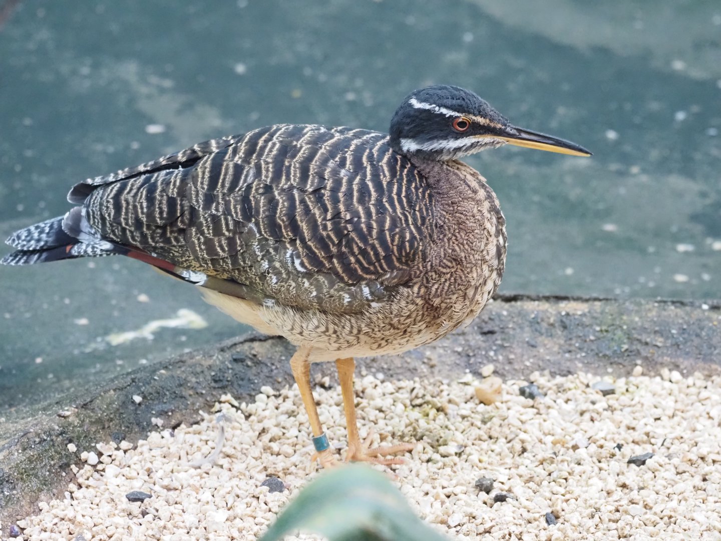 Sunbittern