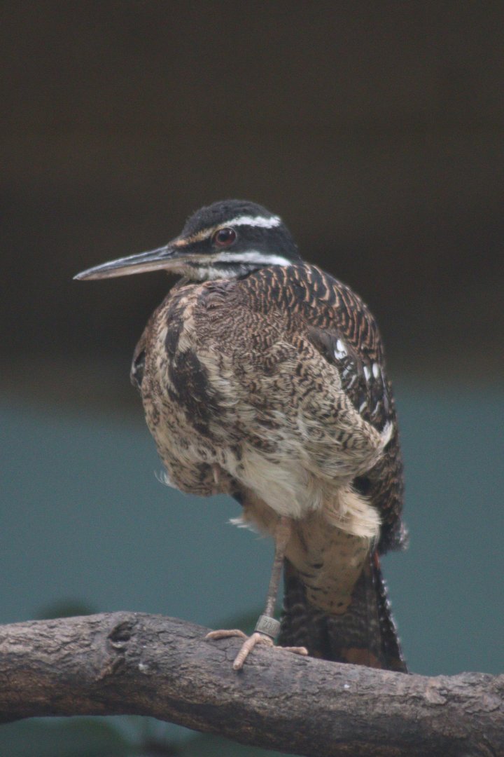 Sunbittern