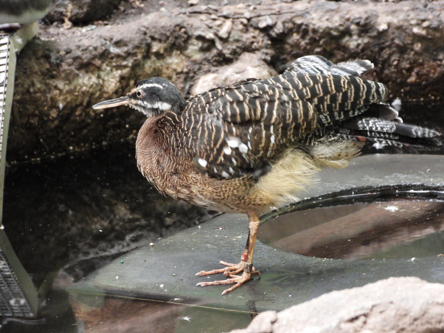 Sunbittern