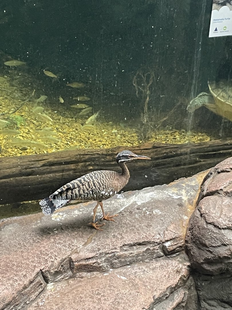 Sunbittern