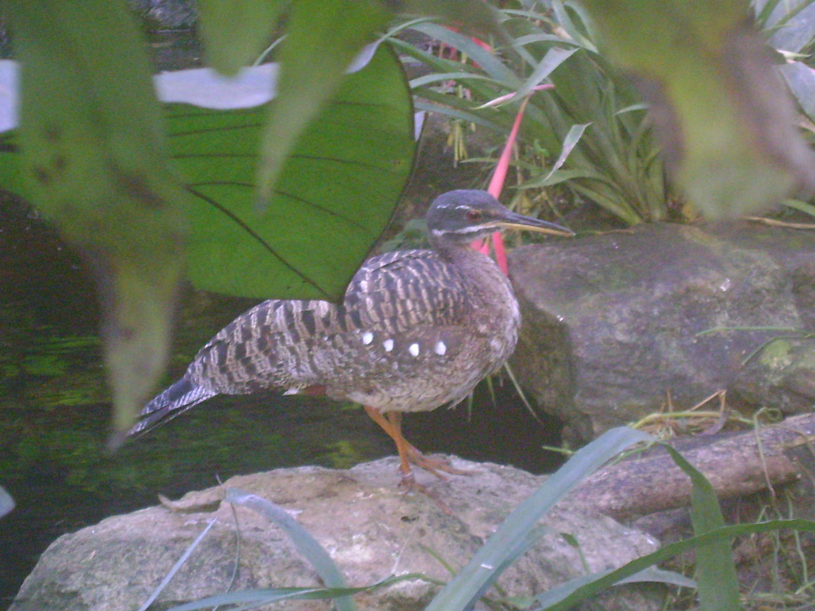 Sunbittern