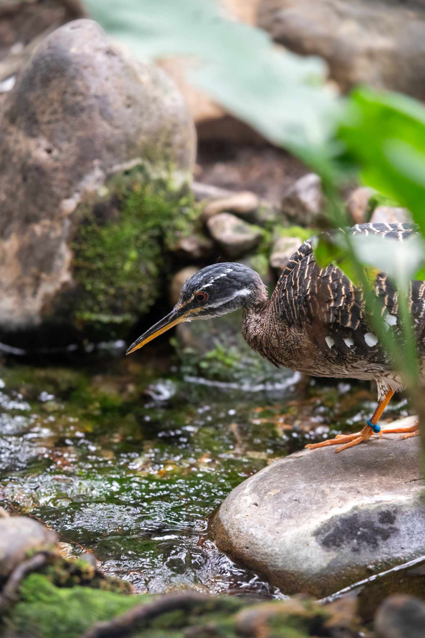 Sunbittern