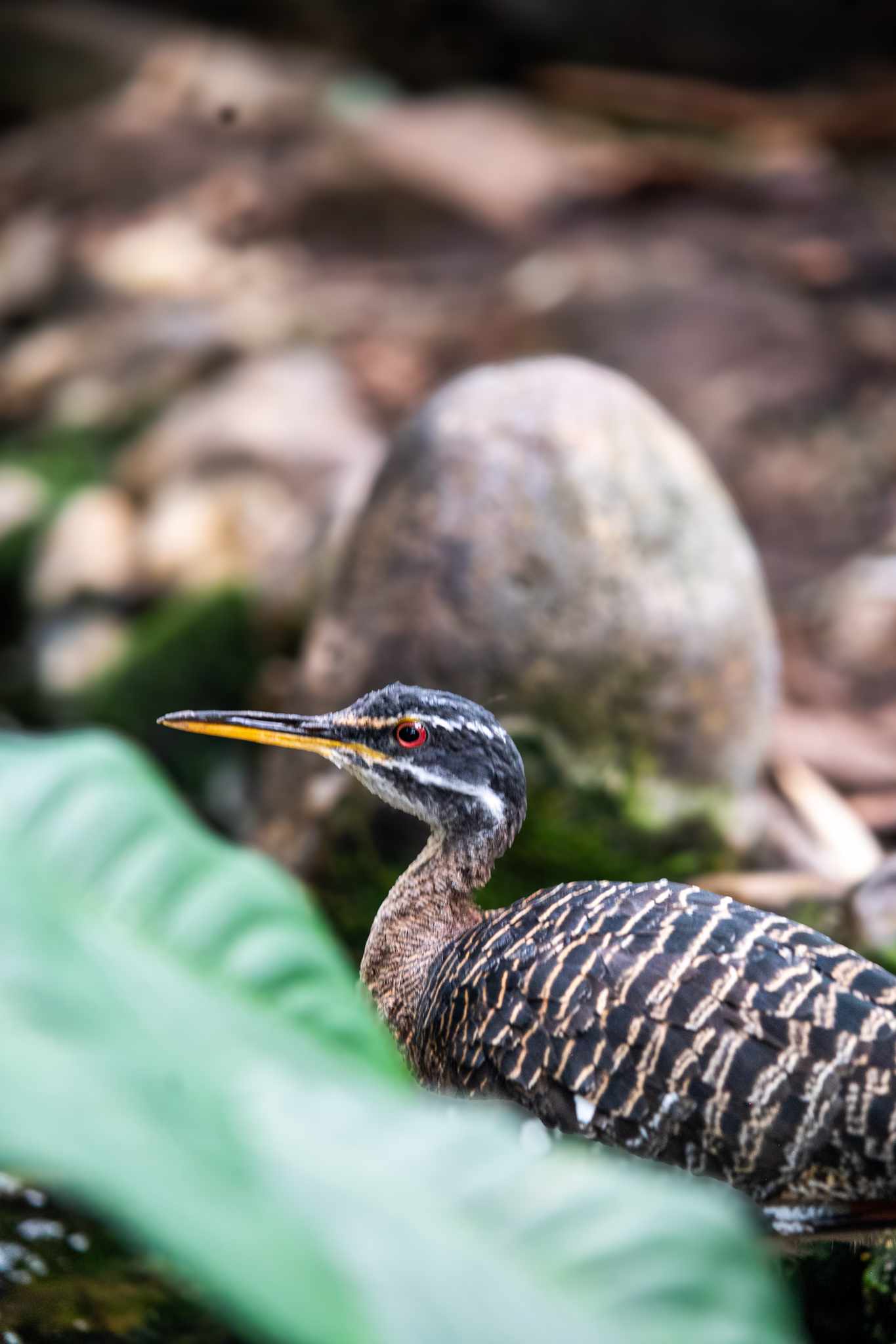 Sunbittern
