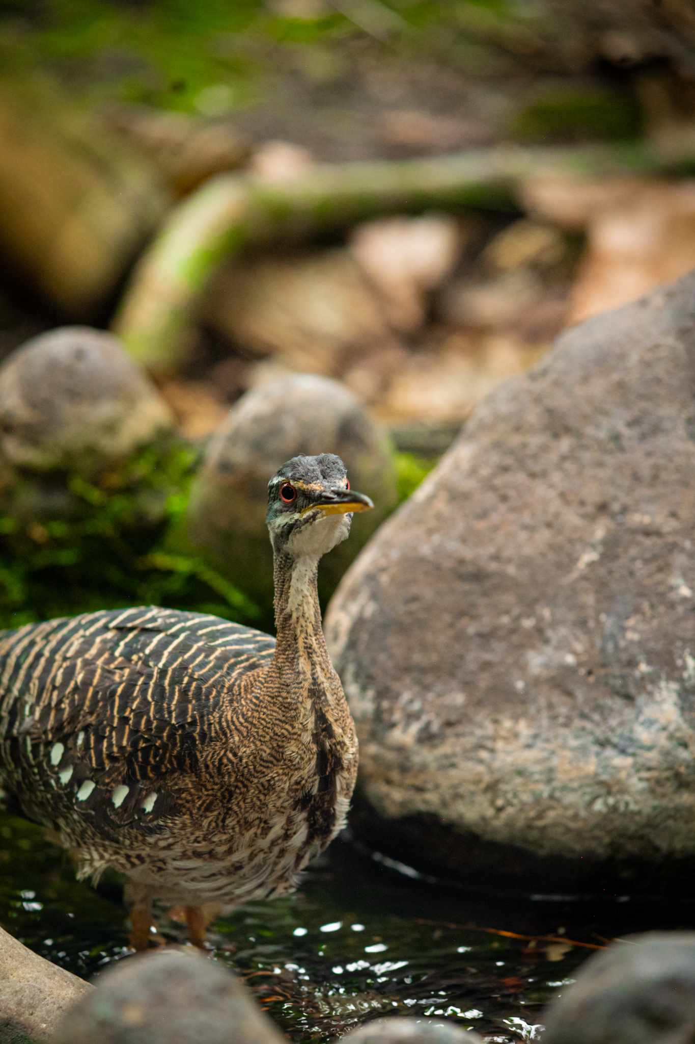 Sunbittern