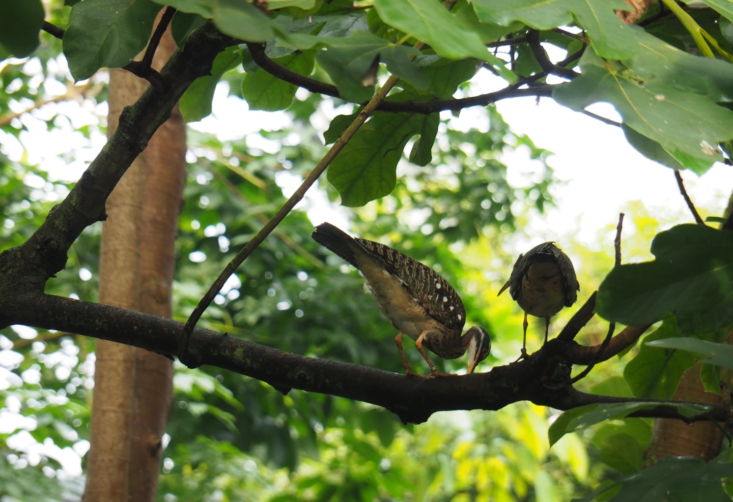 Sunbitterns (Eurypyga helias), Sep 16th, 2018