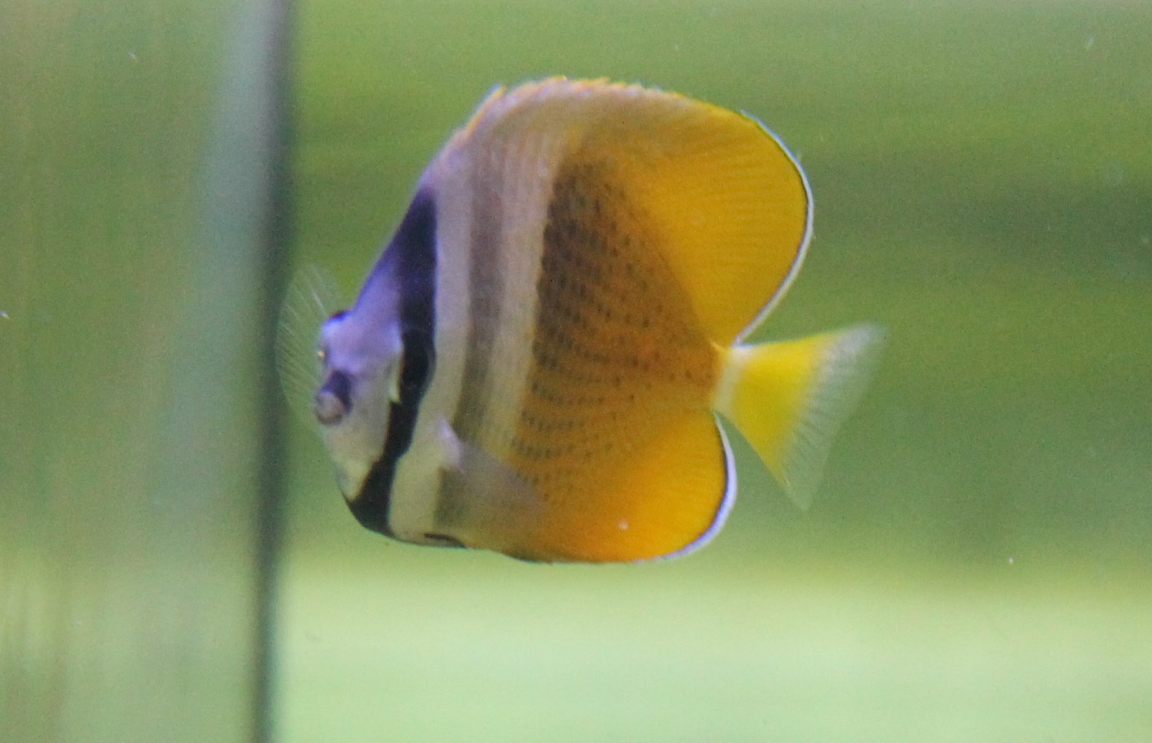 Sunbrust butterflyfish - Chaetodon kleinii