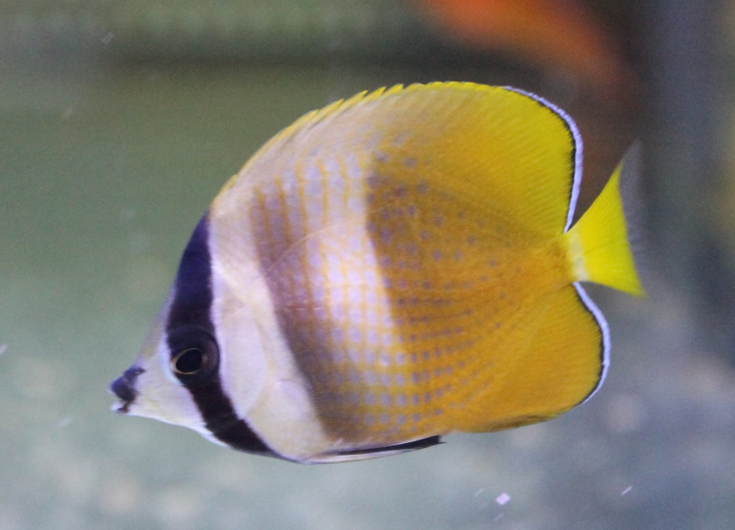 Sunbrust butterflyfish - Chaetodon kleinii