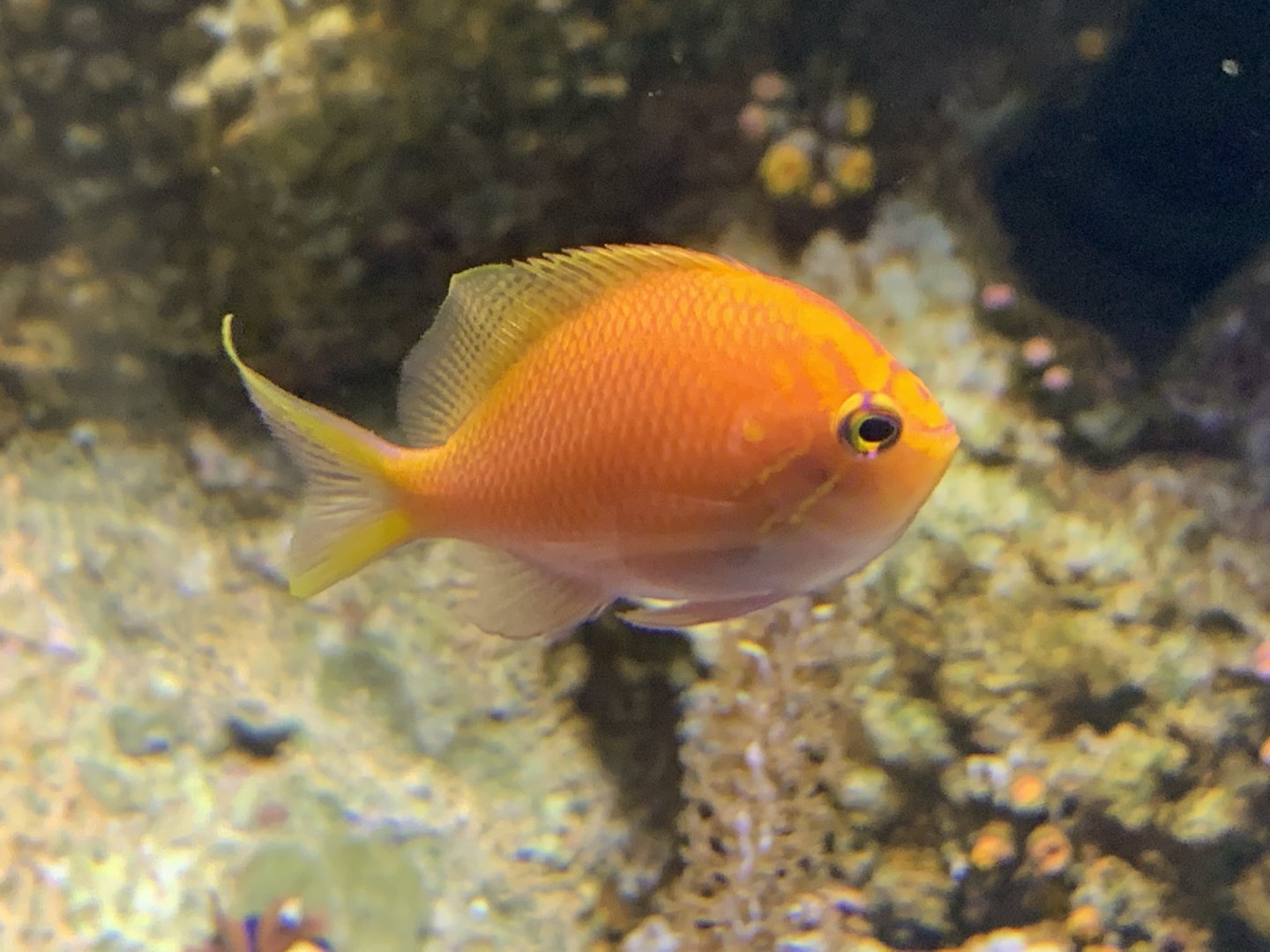 Sunburst Anthias (Serranocirrhitus latus)