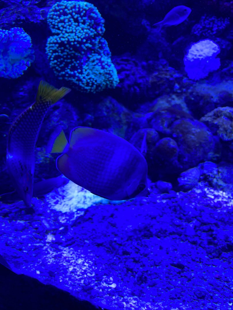 sunburst butterflyfish (chaetodon kleinii) - BX Sea