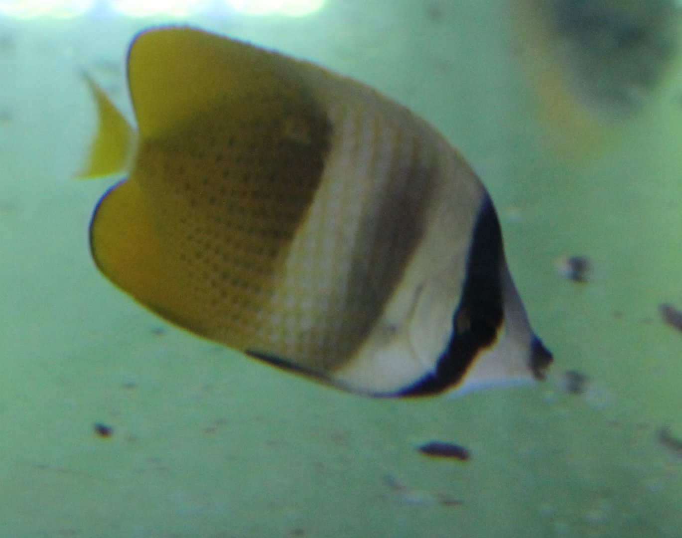 Sunburst butterflyfish - Chaetodon kleinii