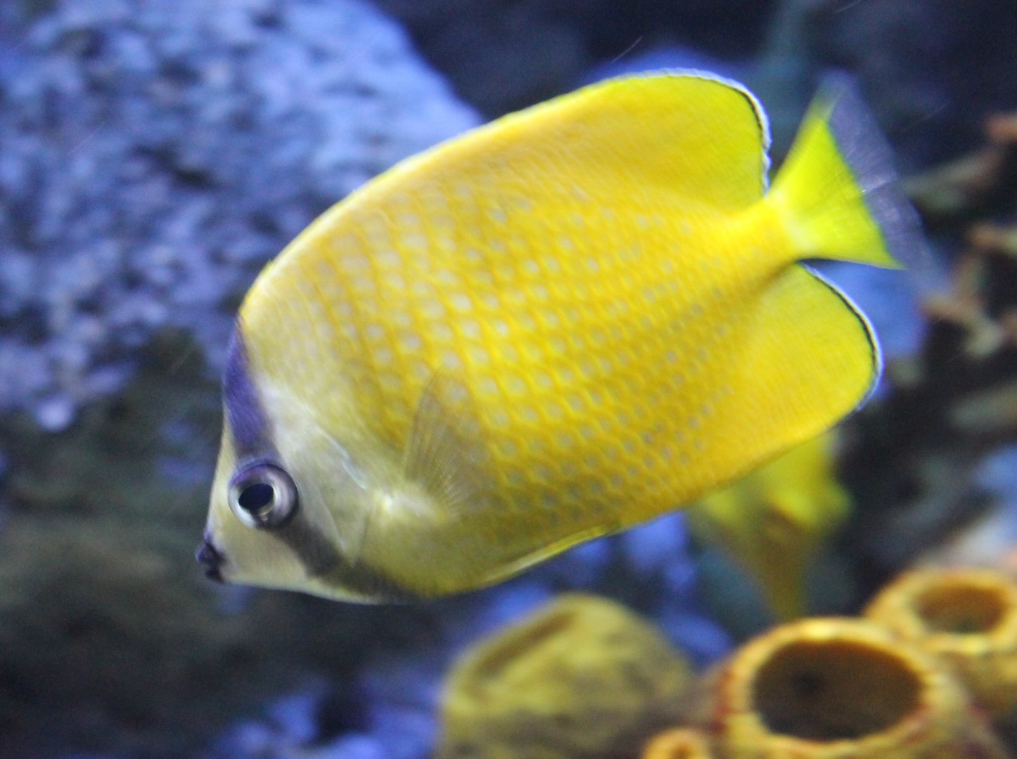 Sunburst butterflyfish - Chaetodon kleinii