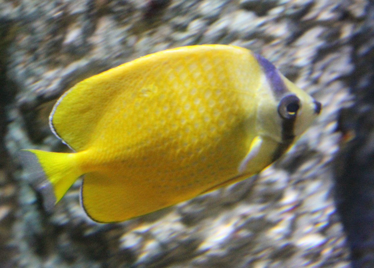 Sunburst butterflyfish - Chaetodon kleinii