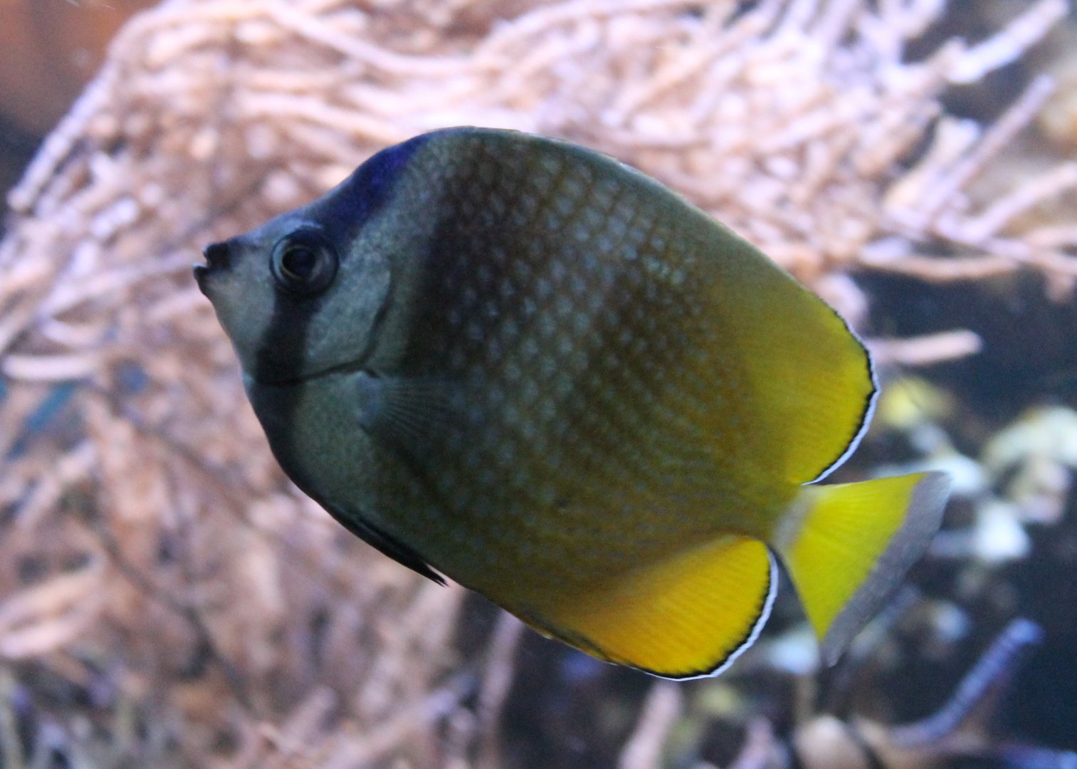 Sunburst butterflyfish - Chaetodon kleinii