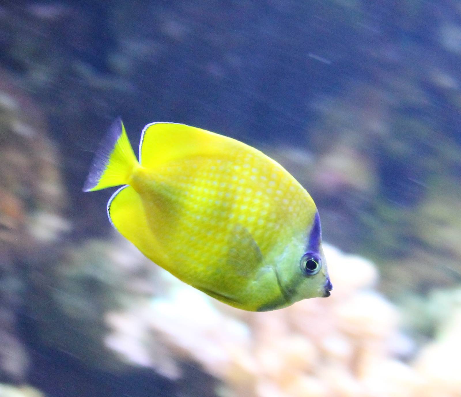 Sunburst butterflyfish