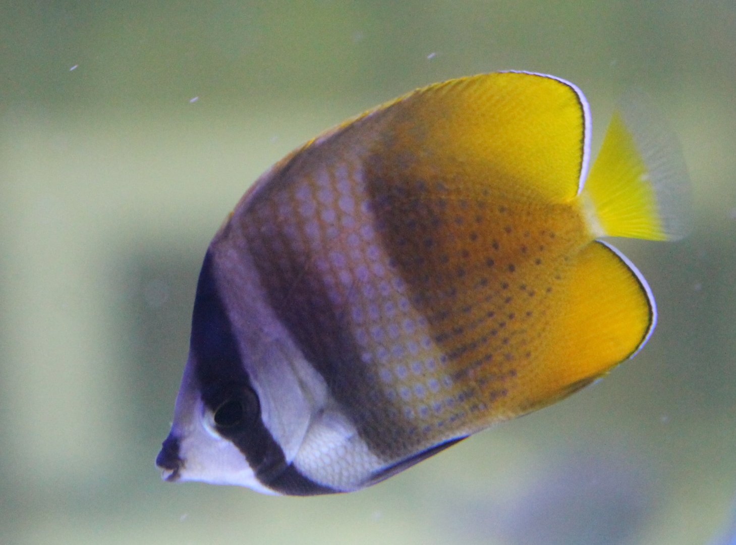 Sunburst butterflyfish