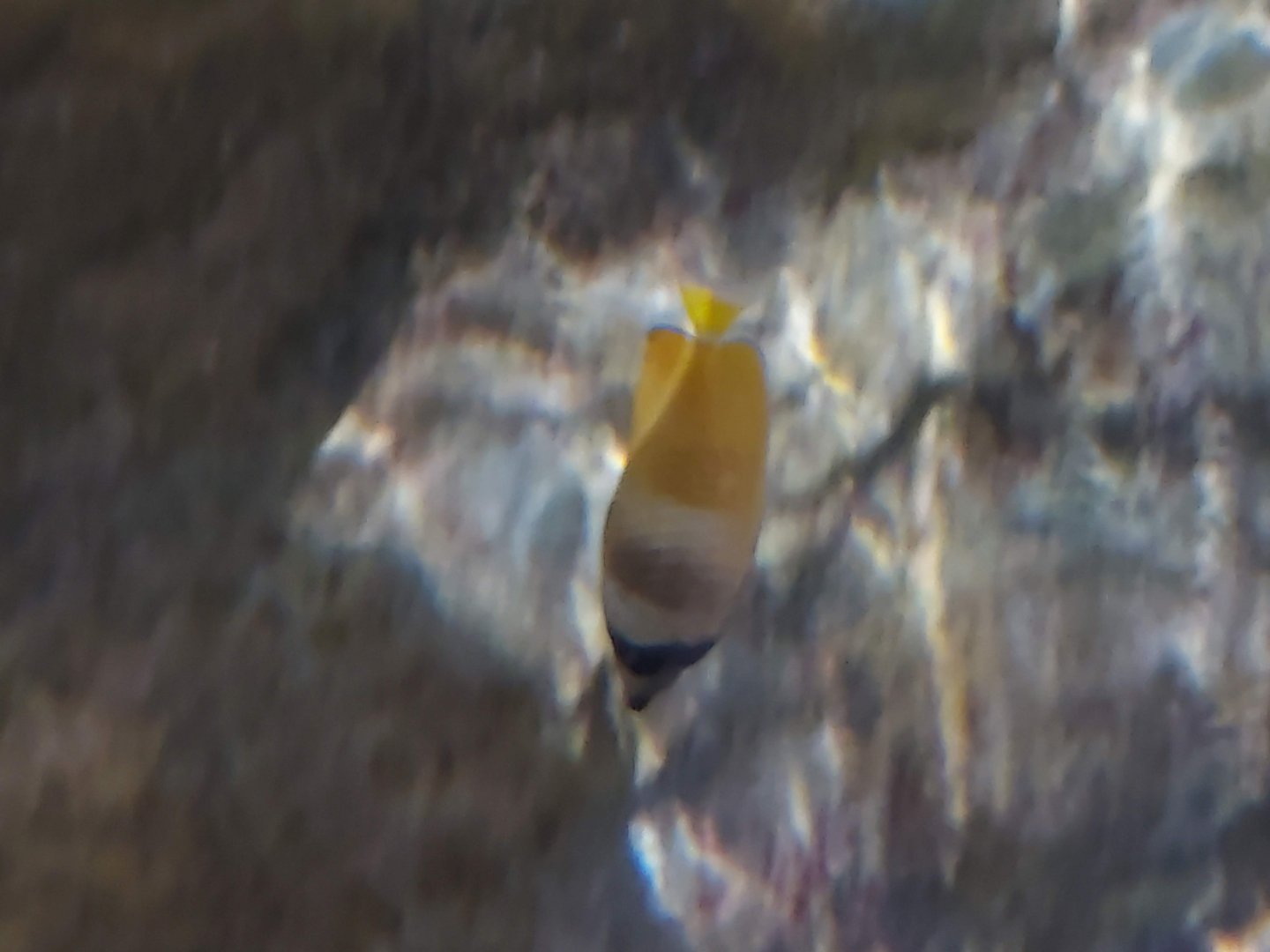 Sunburst Butterflyfish
