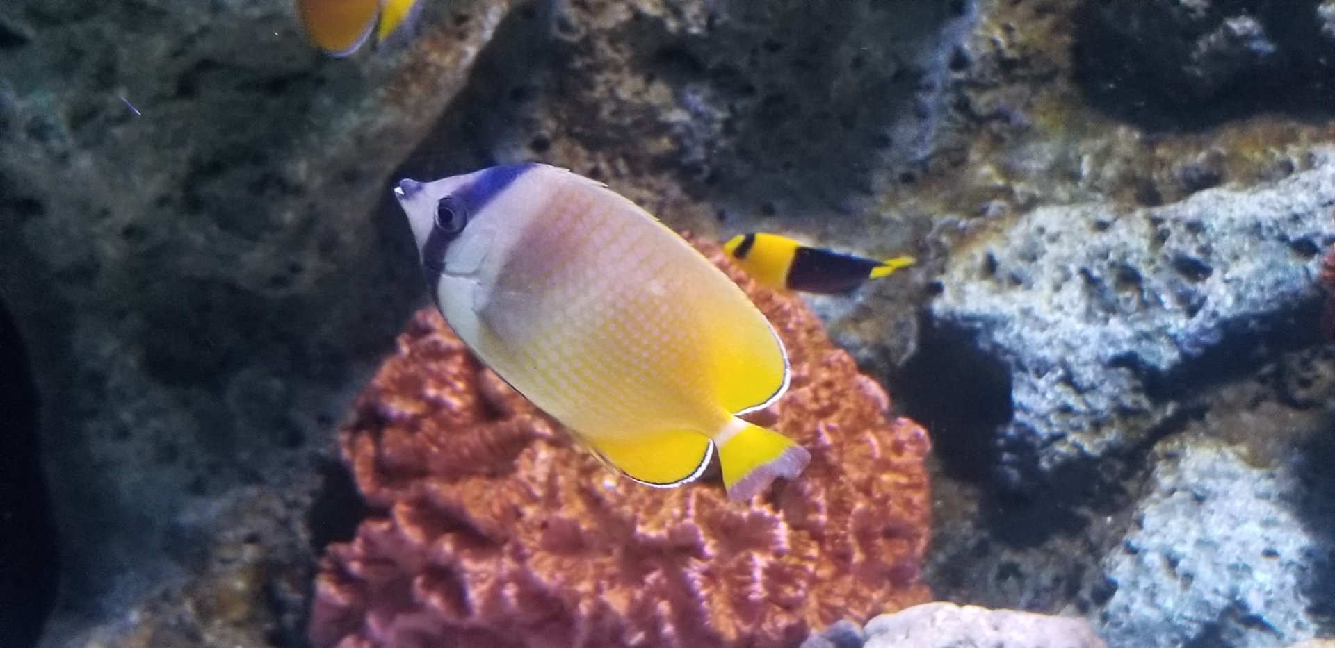 Sunburst Butterflyfish