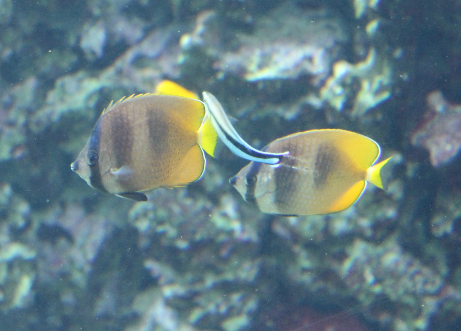 Sunburst butterflyfishes - Chaetodon kleinii