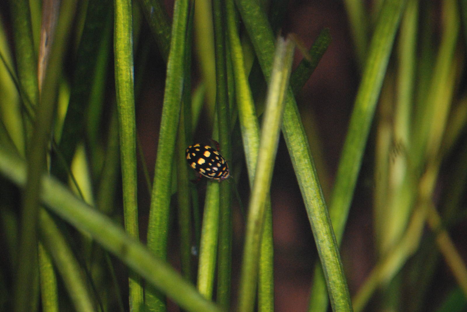 Sunburst Diving Beetle at London, 17/03/12