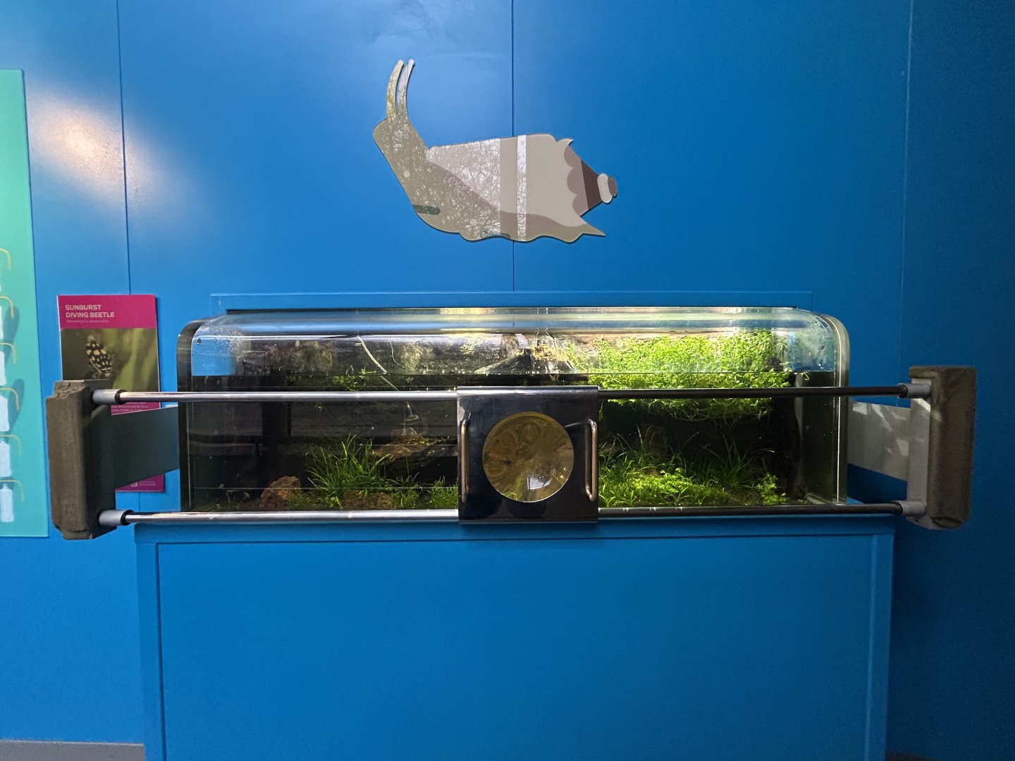 Sunburst Diving Beetle Exhibit - Tiny Giants