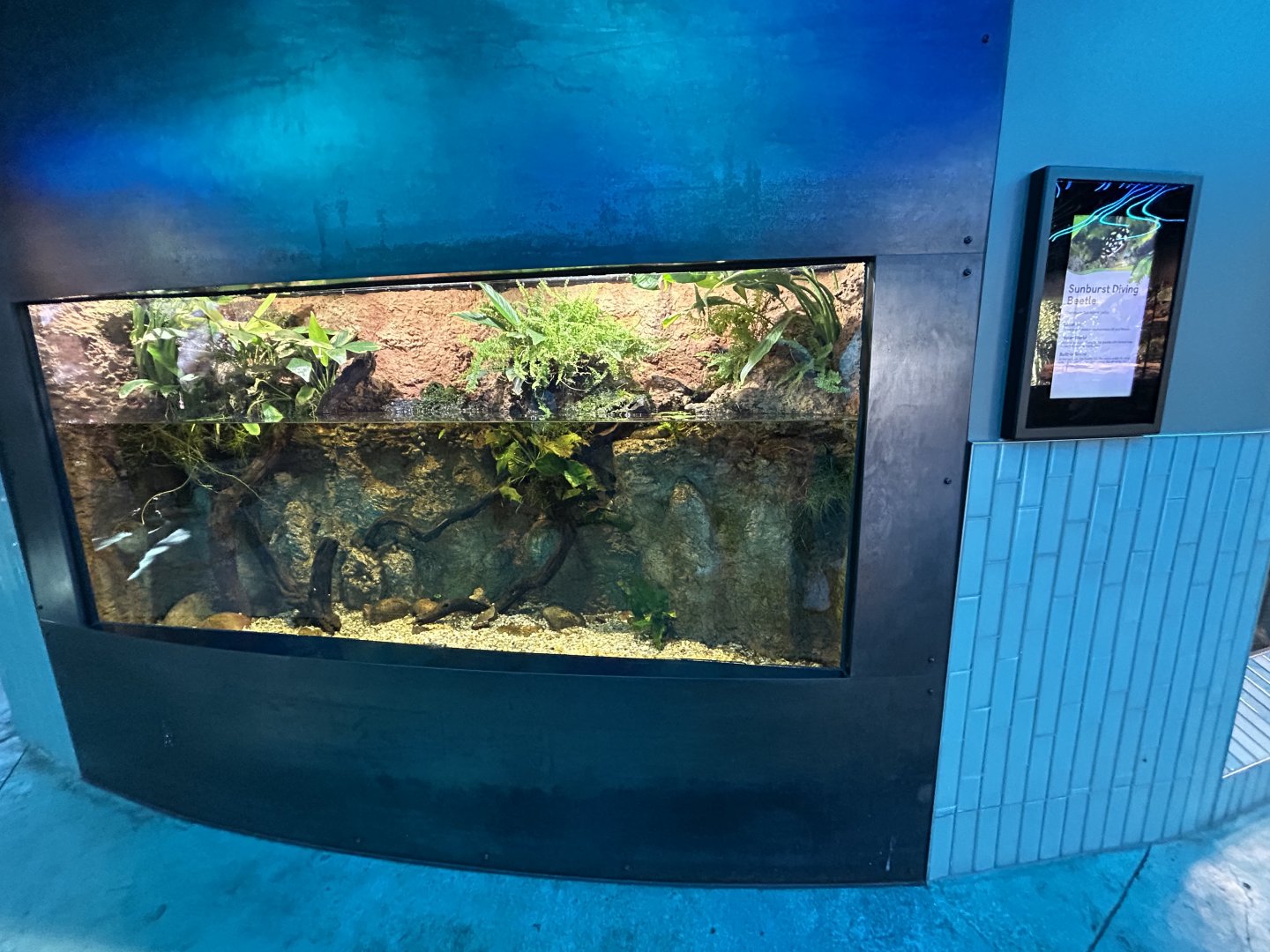 Sunburst Diving Beetle Exhibit - Wildlife Explorers Basecamp