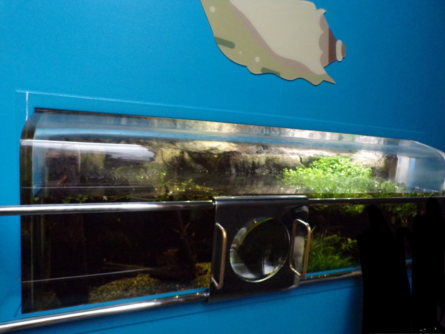 Sunburst diving beetle tank 11.2.25