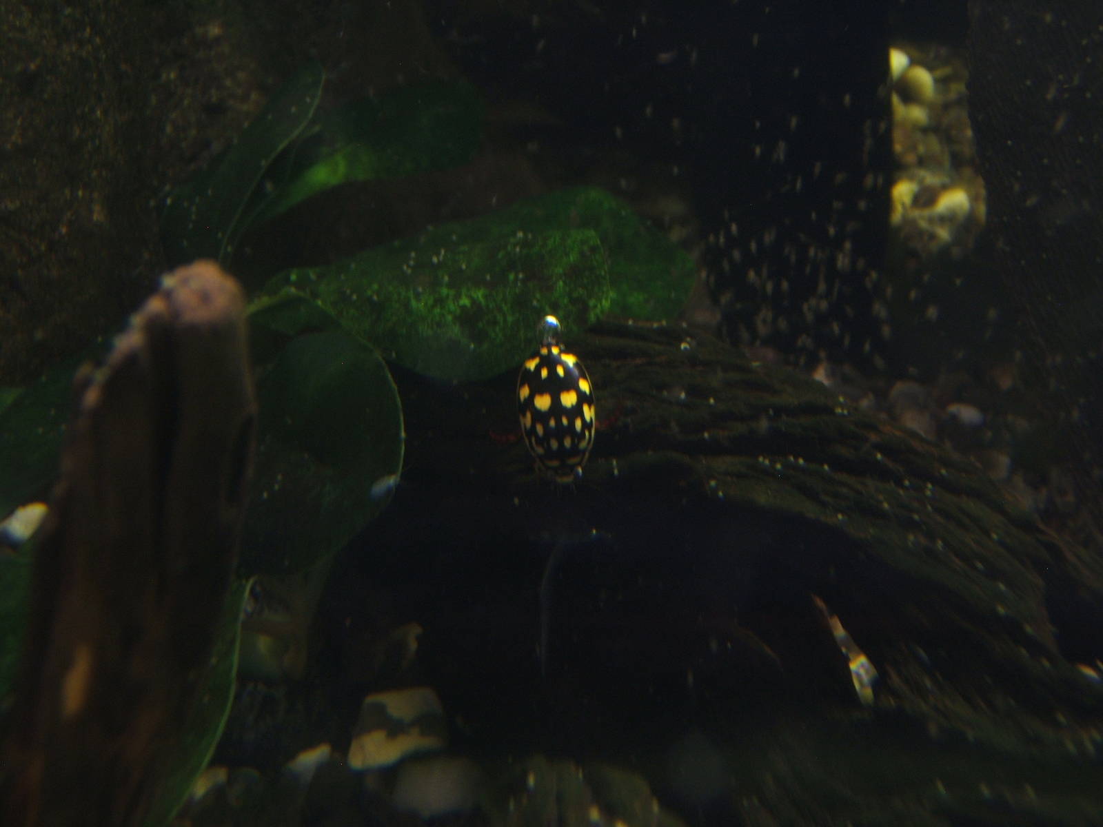 Sunburst Diving Beetle (Thermonectus marmoratus)